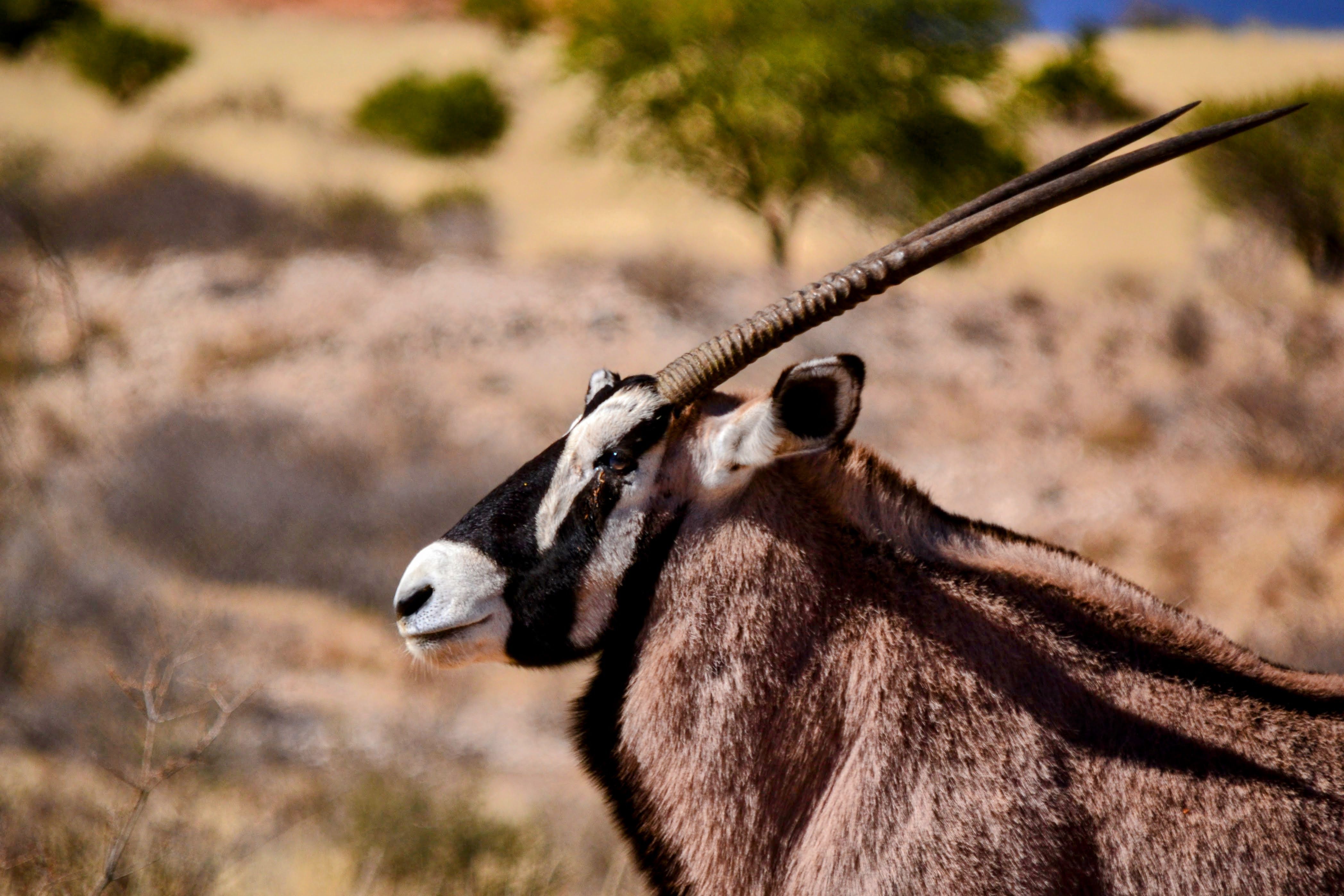 gemsbok gemsbok